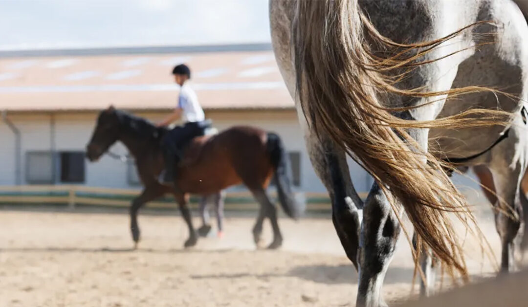 A Prova dos Factos. Professor condenado por abusos continuou a dar aulas
