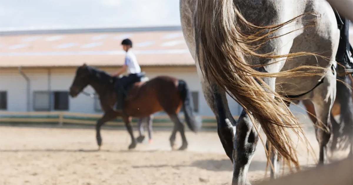 equitação<dataavatar hidden data-avatar-url=https://secure.gravatar.com/avatar/b522409351dc8c0d5591c9bb80ca1d09b60c0f39e443e8a86ca684a3ca07ac1f?s=96&d=mm&r=g></dataavatar>